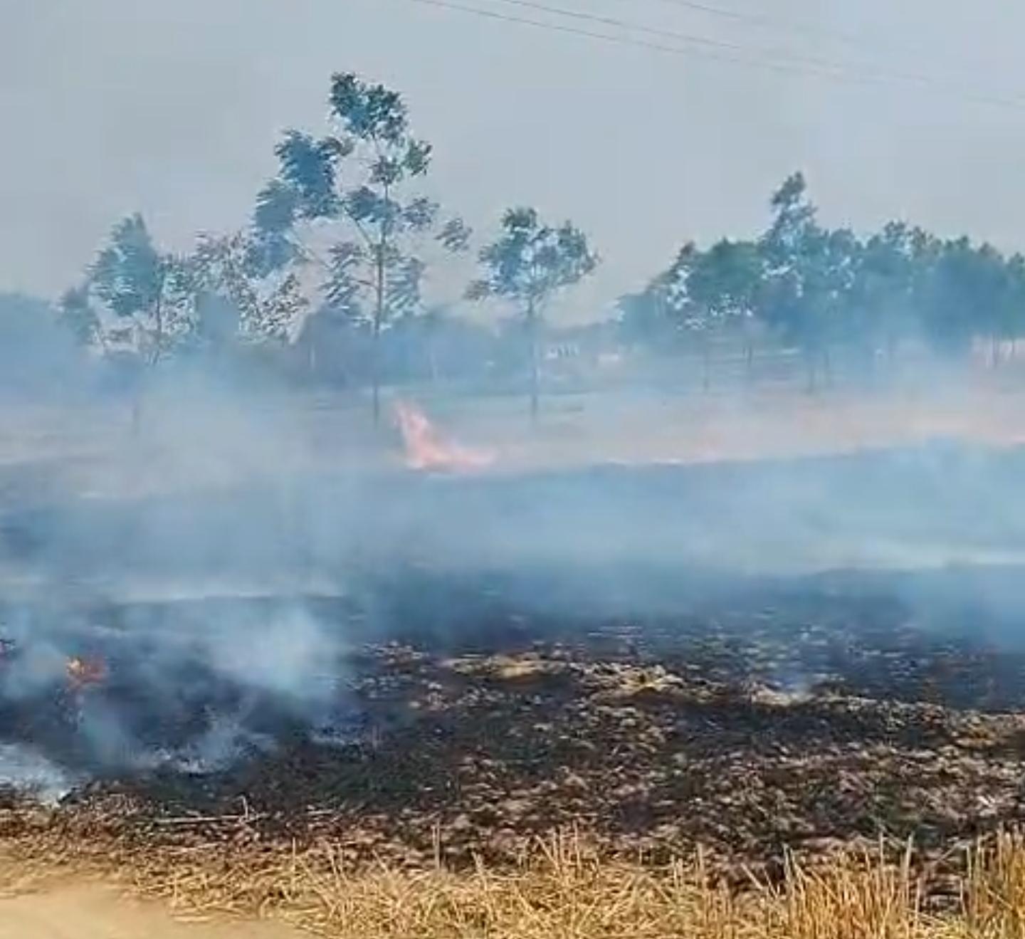 पराली जलाने से खड़ी फसल में लगी आग, 20 बीघा जलकर राख